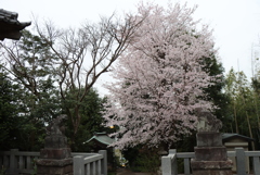 神社の桜①