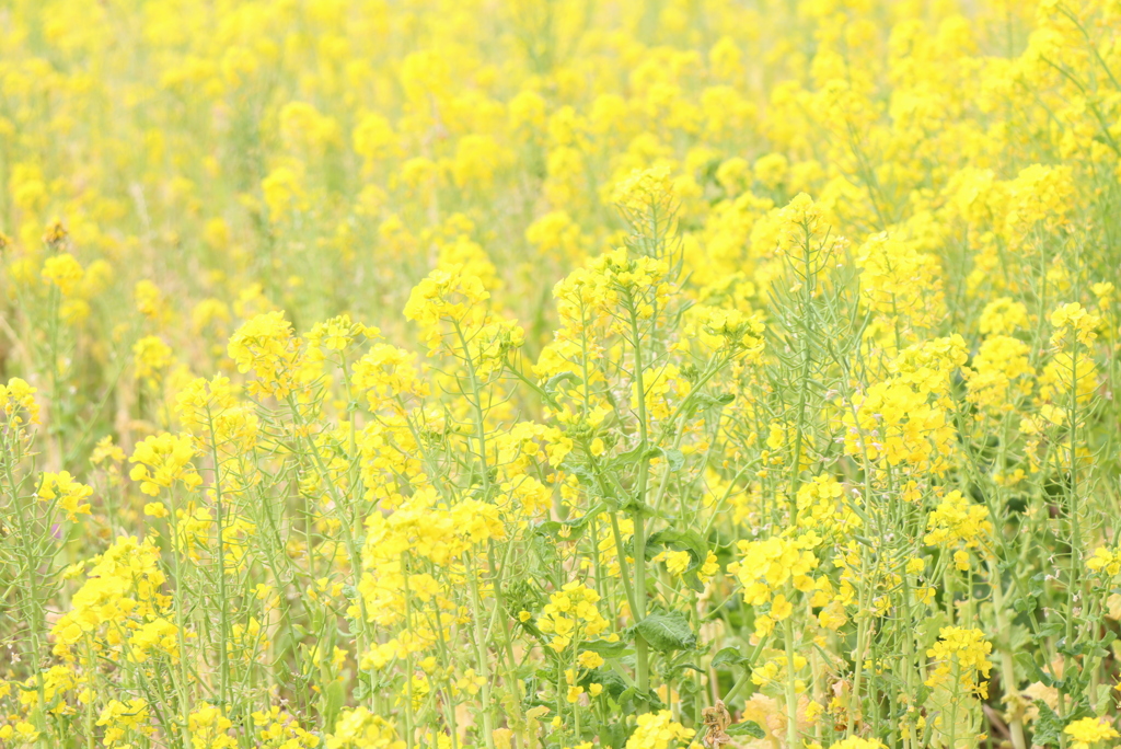 菜の花畑②