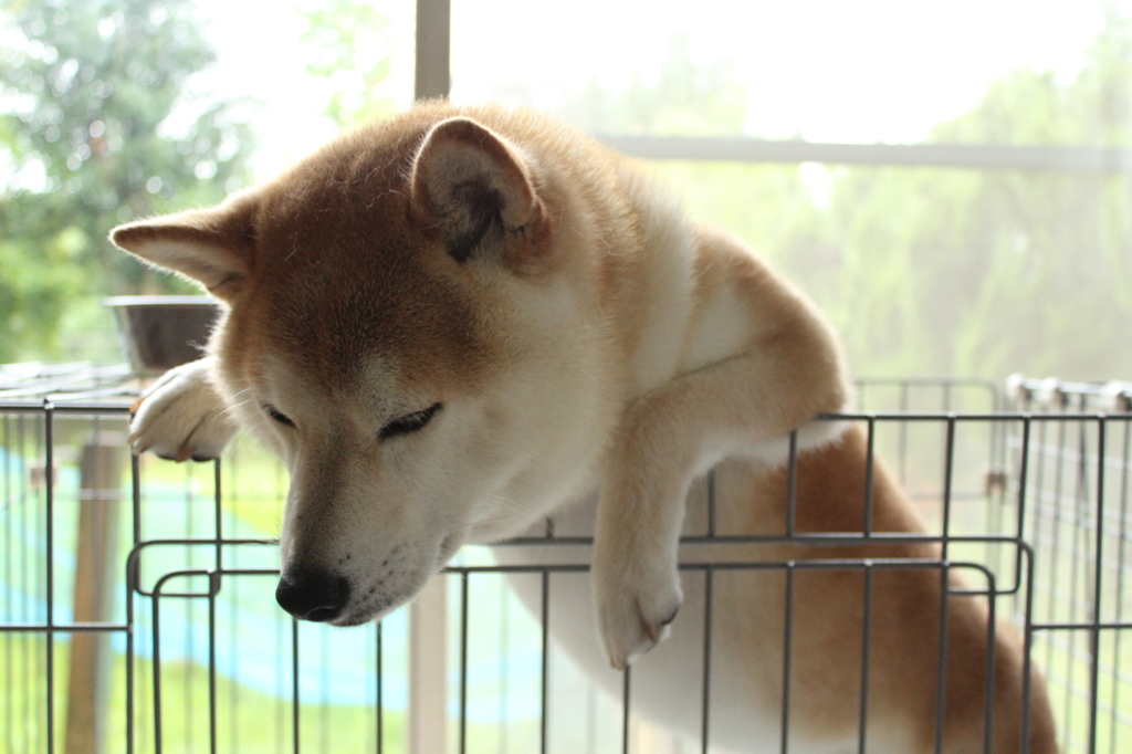 雨・・やまないかなあ・・・