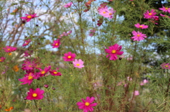 秋桜・・