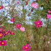 秋桜・・