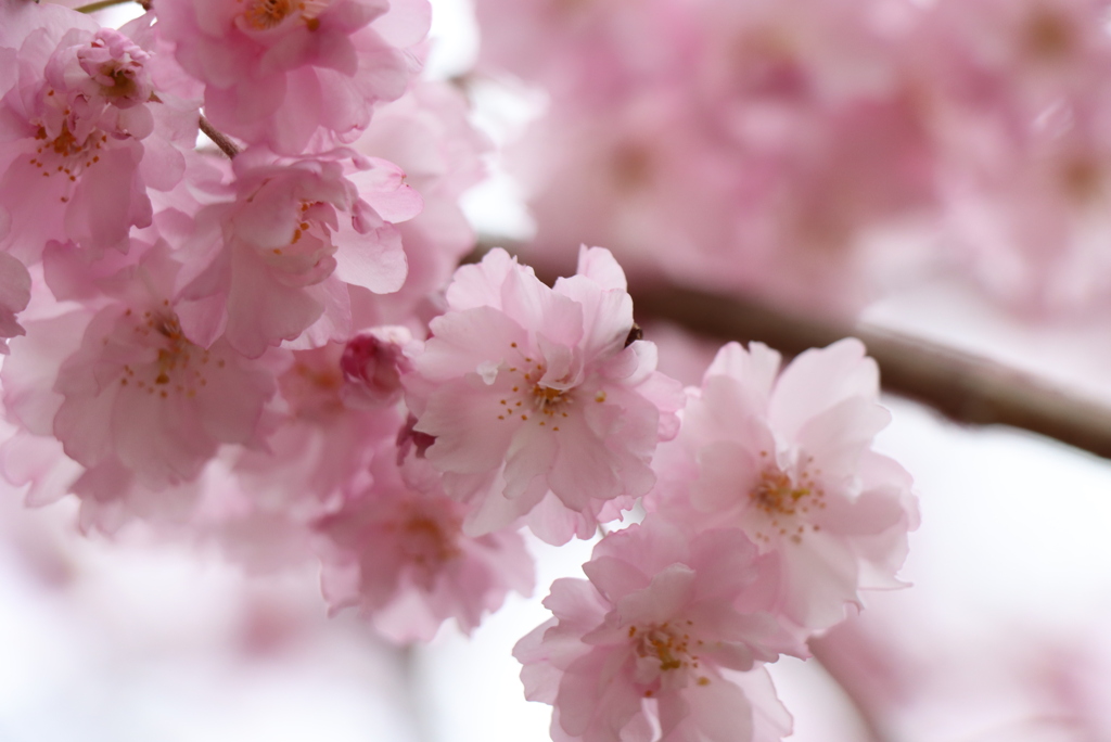 八重の枝垂桜①