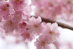 八重の枝垂桜①