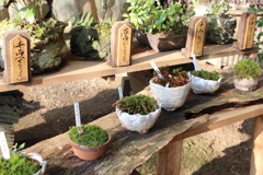 苔の種類