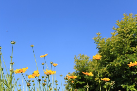 キンケイ菊②