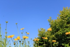 キンケイ菊②