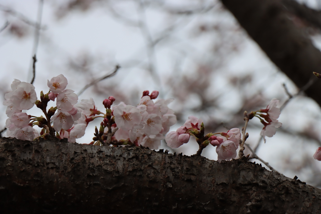 土手の桜②