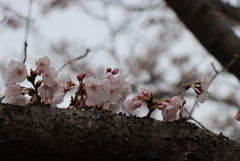 土手の桜②