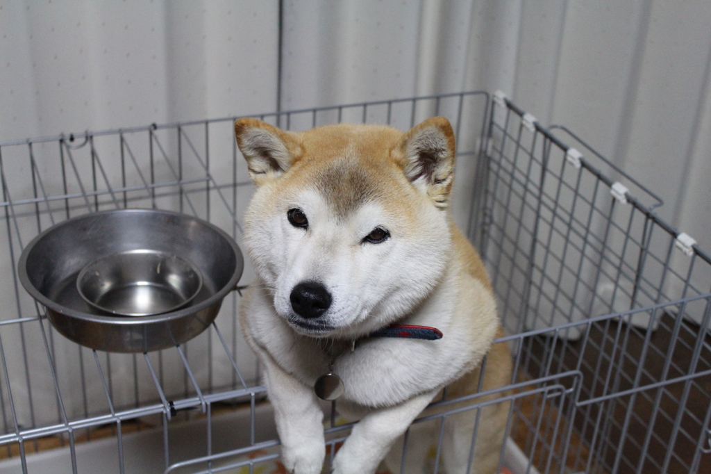 おめでとうだワン！