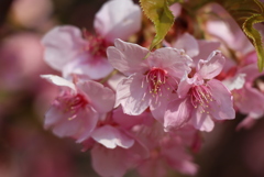 河津桜②