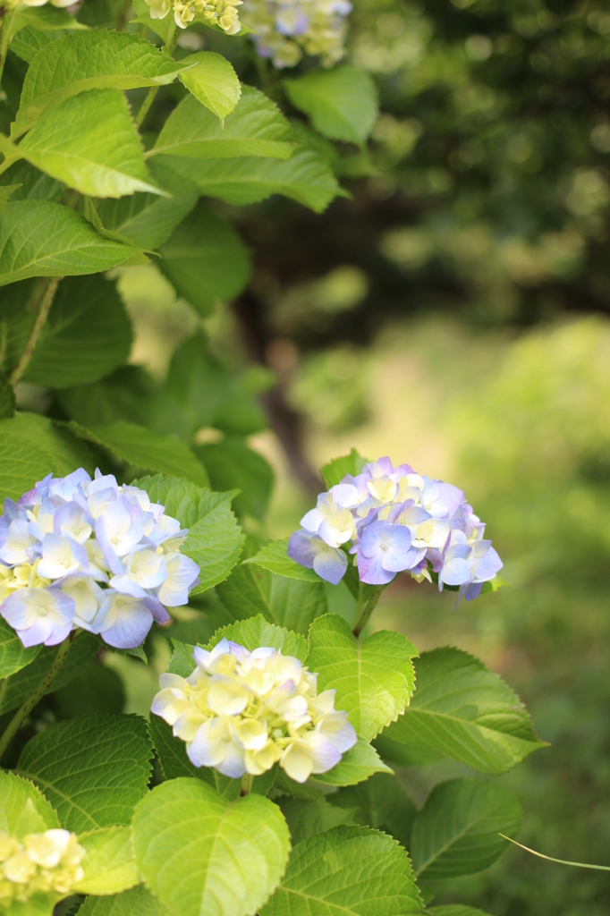 紫陽花③