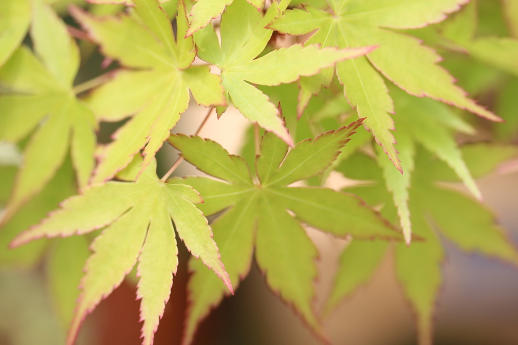 鉢植えのもみじ②
