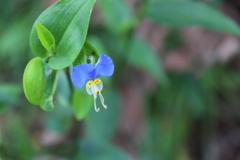 つゆ草