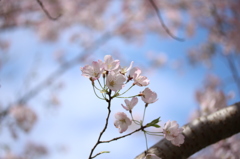 土手の桜⑤