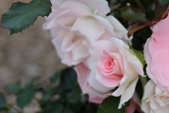 薔薇＾＾①