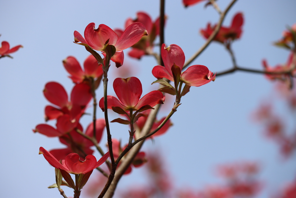 花水木＾＾赤