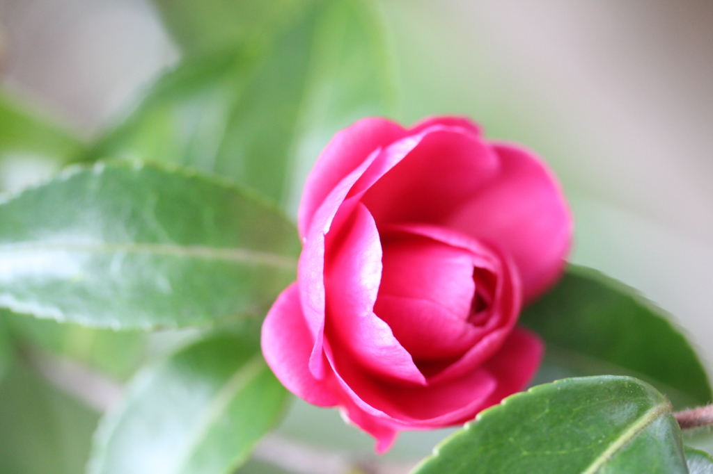 山茶花