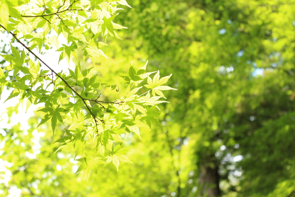 新緑のころ