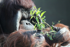 ボルネオオラウータン①