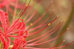 彼岸花・・・接写