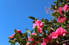 庭の山茶花が満開！