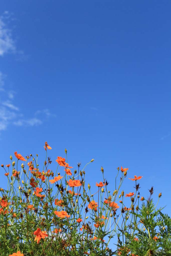 今年の夏の空①