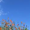 今年の夏の空①