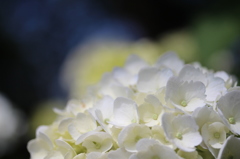 白い紫陽花もいいね＾＾