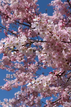今年の桜＾＾