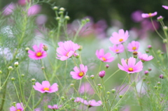 コスモス②