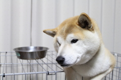 朝ごはん待ち②