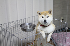 朝ご飯待ち