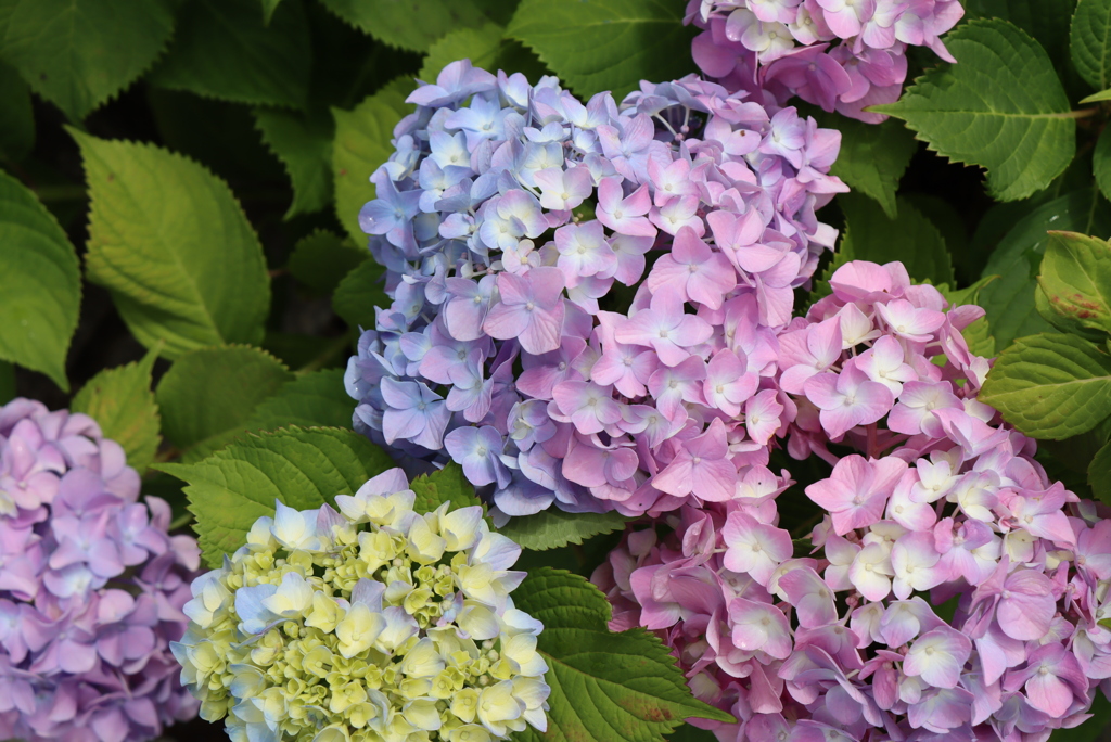 真上から紫陽花＾＾