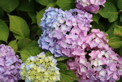 真上から紫陽花＾＾