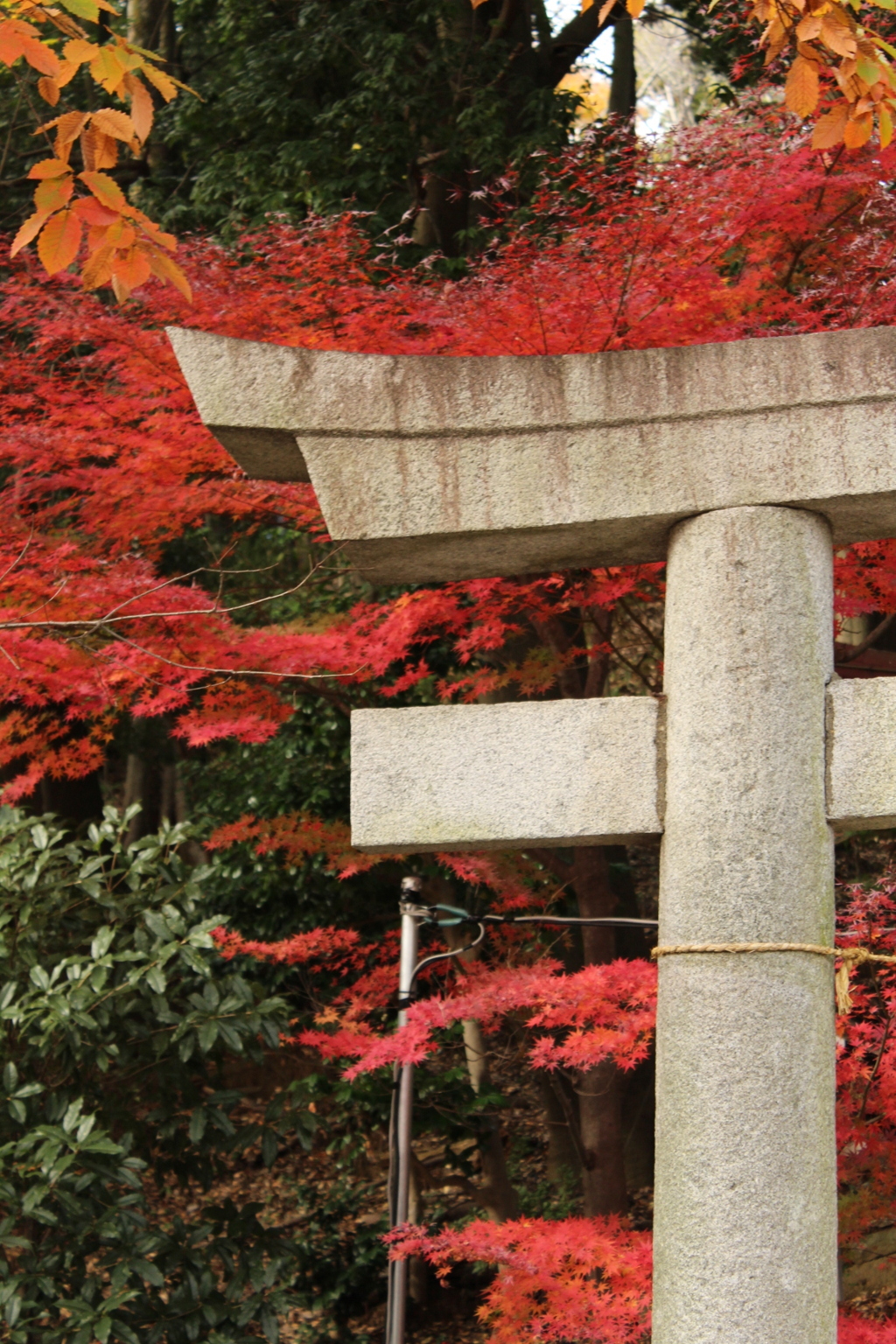 氏神様の紅葉も見納めかな・・