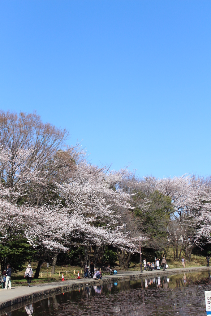 池のある公園の桜も満開＾＾