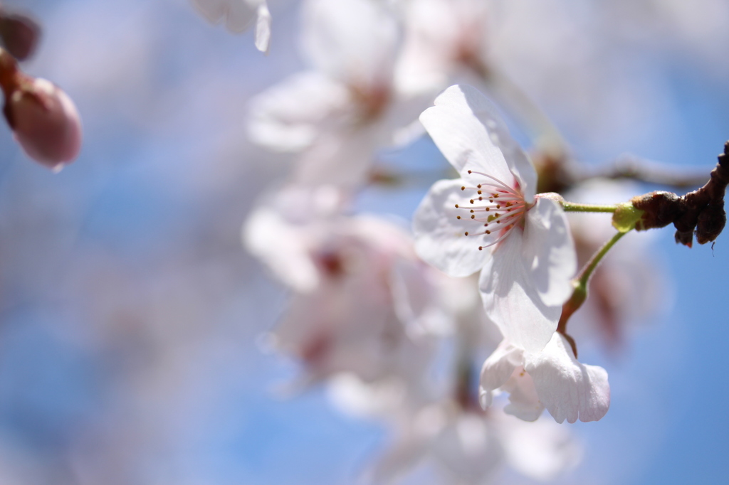 土手の桜②