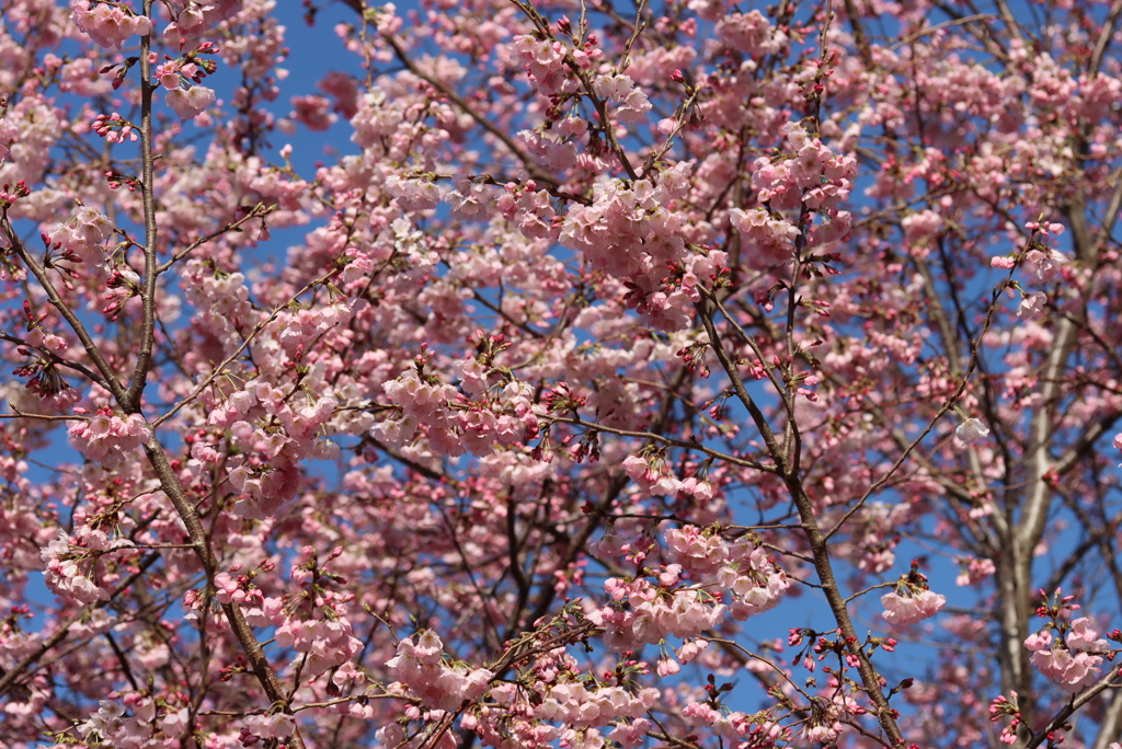 桜満開！