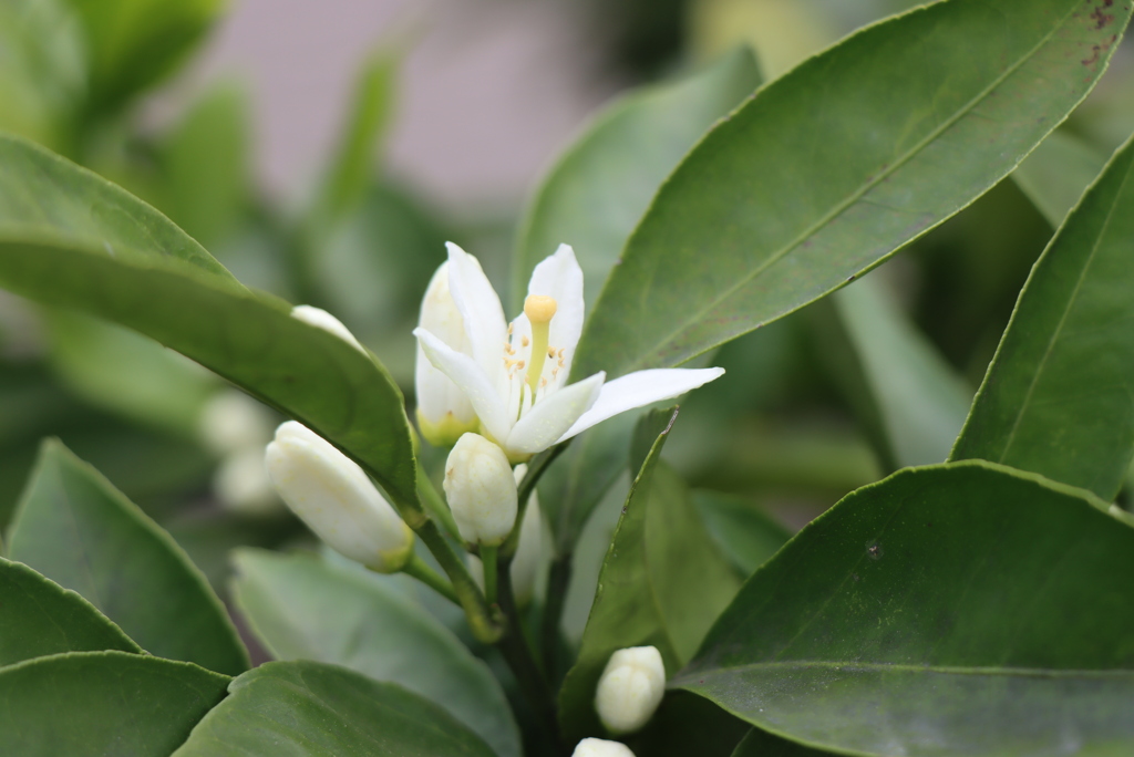 ミカンの花