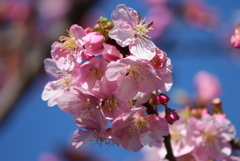河津桜でしょうか・・