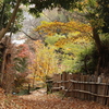 落ち葉道