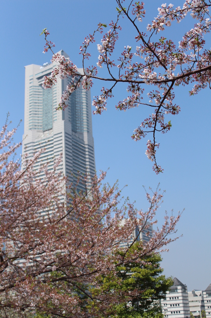 桜とランドマークタワー
