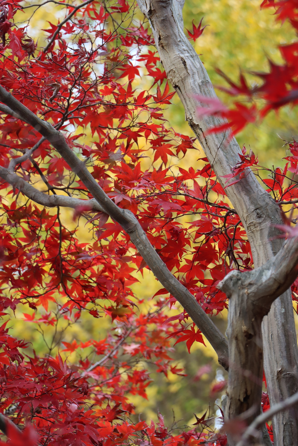 近くの紅葉