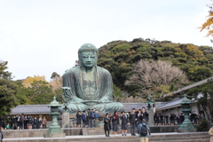 高徳院①