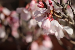 桜②
