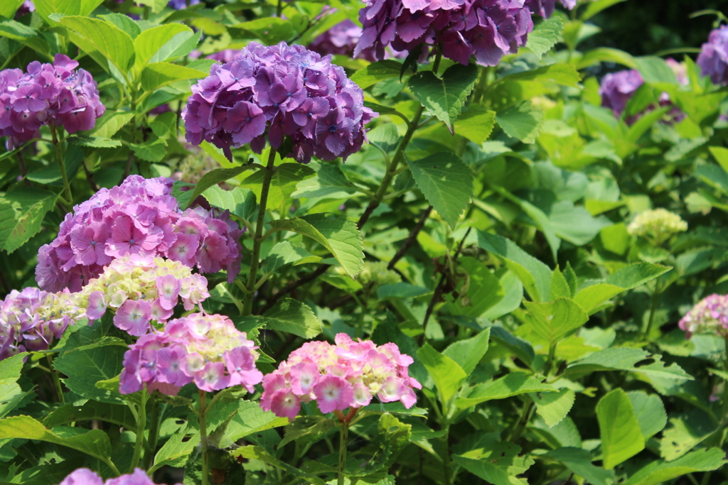雨を待つ紫陽花②