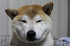 だんだん眠くなってきた・・・