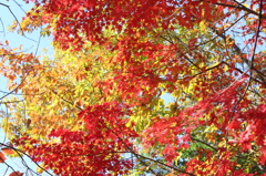 紅葉見納めかな