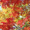 紅葉見納めかな