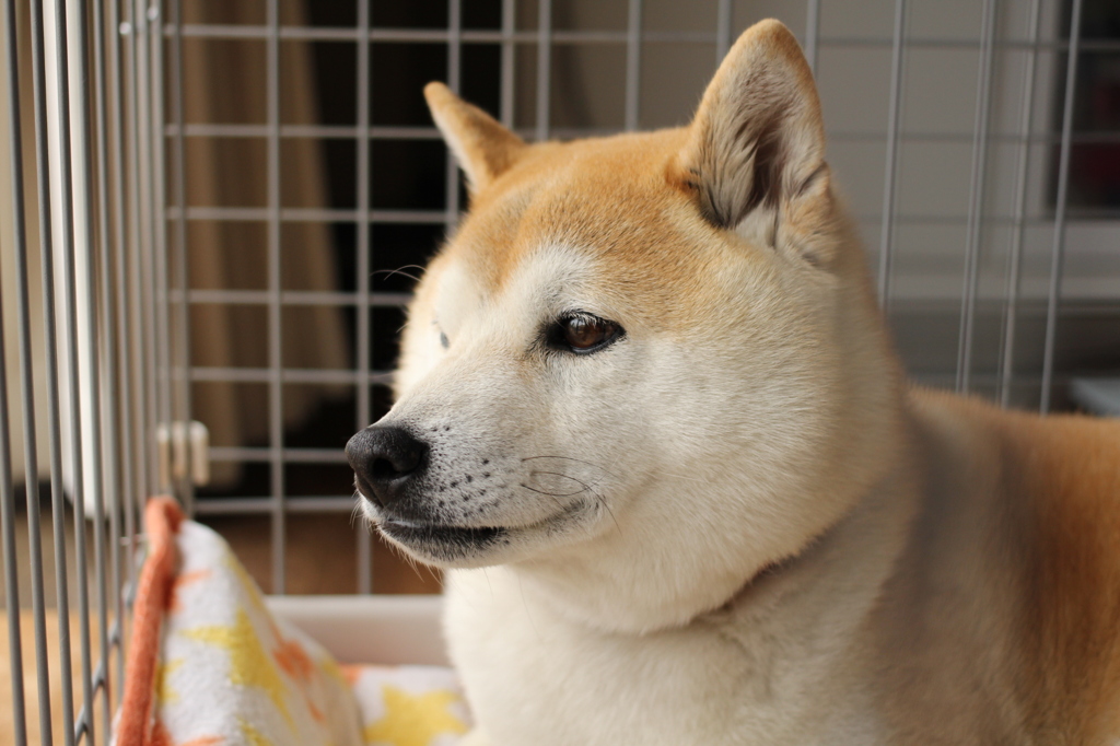 最初の被写体は・・・・①